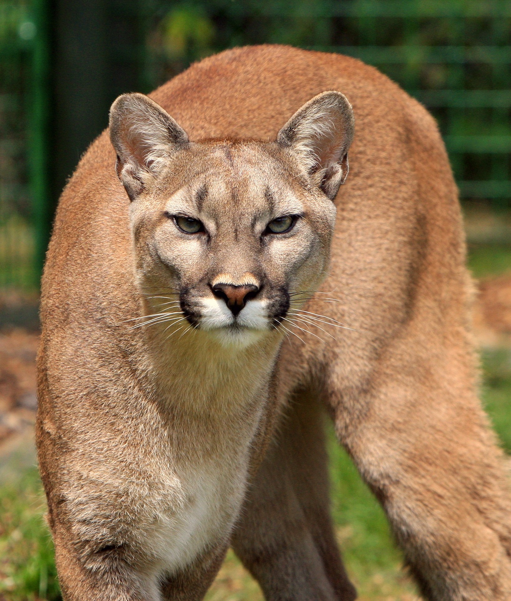 La taxe PUMa
